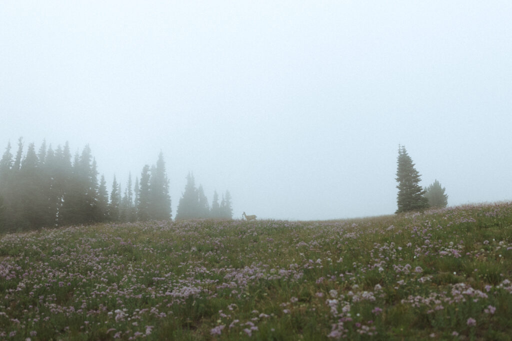 deer at Mt. Rainier National Park during couples photos 