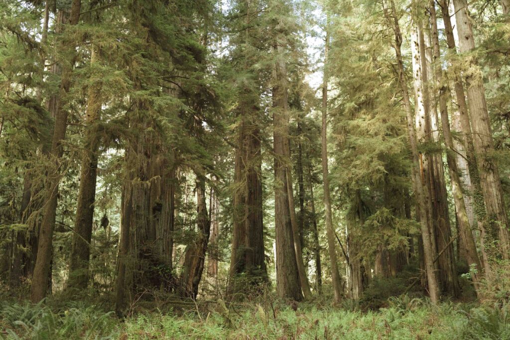 redwoods national park 