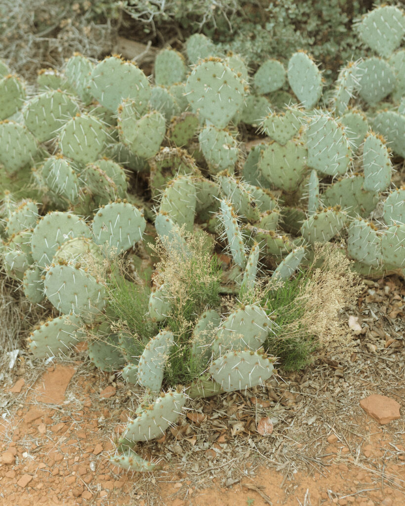 close up shot of cactus in sedona