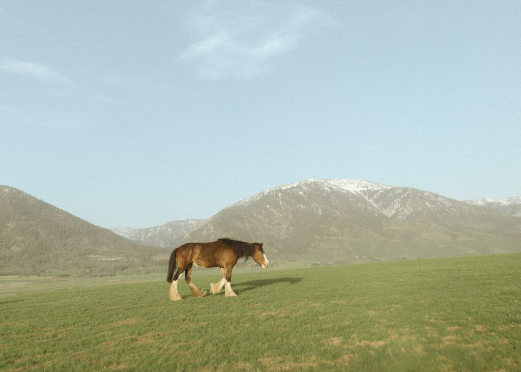 Heiner Ranch